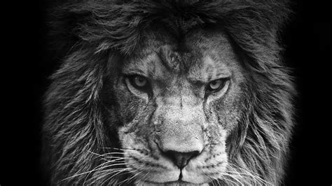 Angry Lion Wallpapers - KoLPaPer - Awesome Free HD Wallpapers