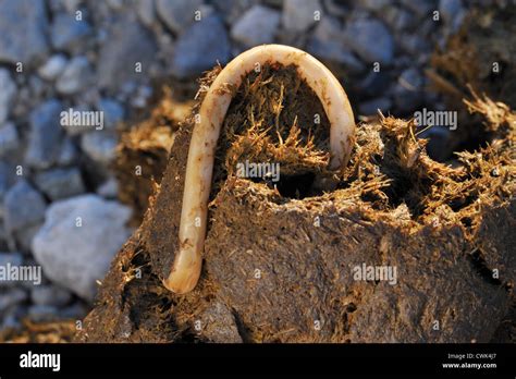 Horse roundworm / Equine roundworms (Parascaris equorum), parasite worms in horse dung / manure ...