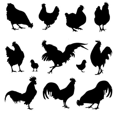 Premium Vector | Set chickens silhouettes collection isolated on white