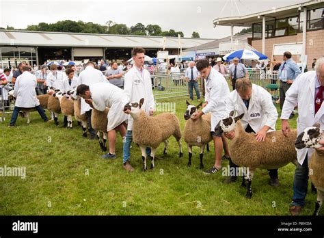 Farmers displaying their prize Welsh Mule sheep in competition at The ...