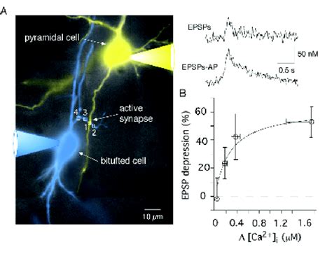 Synaptic activation of an individual synapse coincident with a single ...