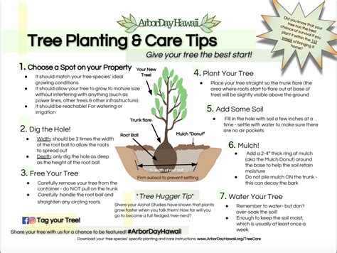 How to Plant Your Tree