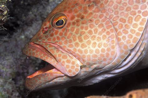 Tiger grouper - Stock Image - Z605/1836 - Science Photo Library