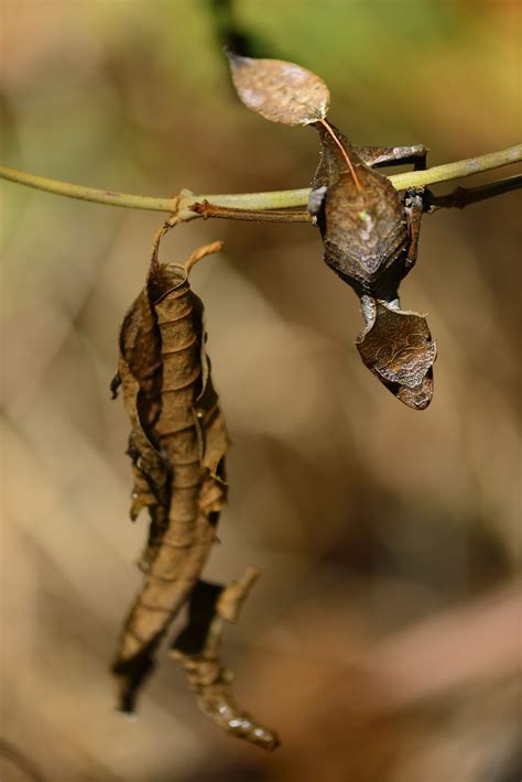 The Travelling Taxonomist - The Satanic Leaf Tailed Gecko, Uroplatus...