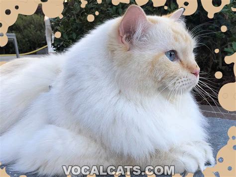 Cream Point Ragdoll: Complete Guide - Vocal Cats