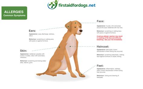 How to treat allergies in dogs - First Aid for Pets