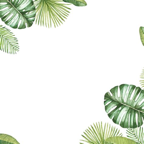 Tropical border png, Tropical border png Transparent FREE for download on WebStockReview 2024