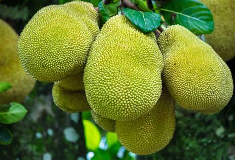 Growing Jackfruit in the Philipines: A Guide to Varieties, Propagation Methods, and Care