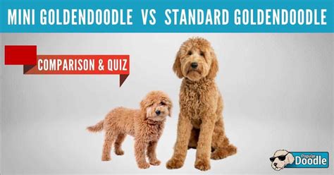 Mini Goldendoodle vs Goldendoodle: Which Size is Best? (QUIZ)