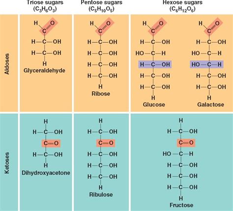 monosaccharides.html 05_03Monosaccharides.jpg