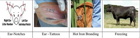 Permanent cattle identification (PIM) | Download Scientific Diagram