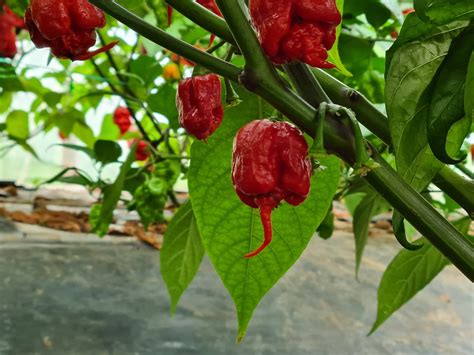 Carolina Reaper Chilli Seeds – South Devon Chilli Farm