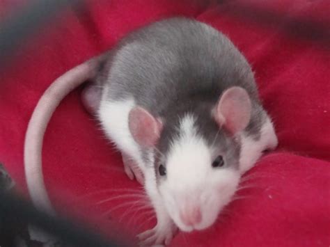 Breeds, varieties and colors of domestic rats, photos and names