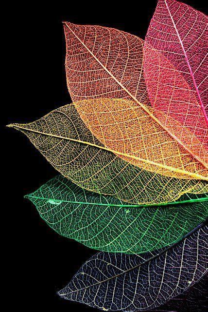 Colourful fan of rainbow leaves ....i like the complexity of the lines ...