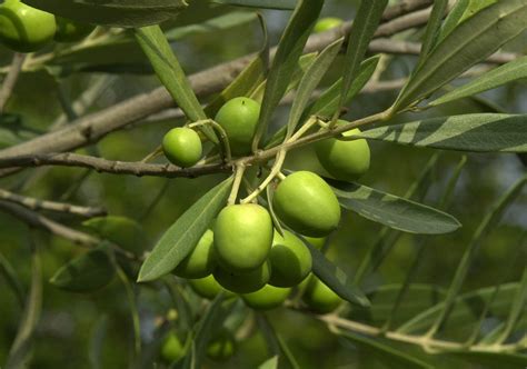 Olea europaea | Olive - Pepinierele Van den Berk