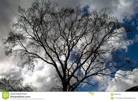 Tree Silhouette Blue Sky Clouds Stock Photo - Image of tree ...