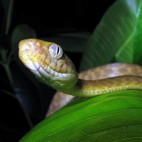 Scientists discover bizarre new mode of snake locomotion - Warner College of Natural Resources