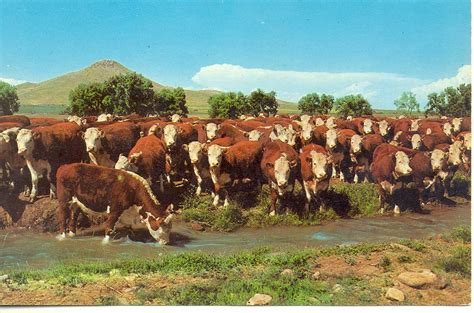 Cattle Country Range Grazing Whiteface Cattle Free Lance P… | Flickr