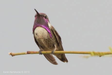 Costa’s hummingbird on a Mesquite branch | Arizona Bird Watcher