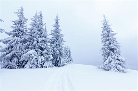 Premium Photo | Spruce tree forest covered by snow in winter landscape