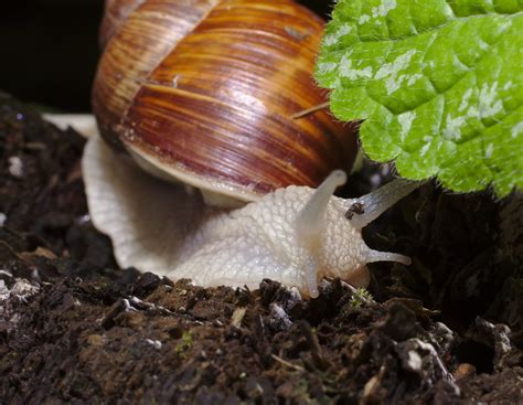 Burgundy snail | stanze | Flickr