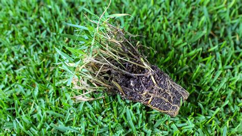 EMPIRE Zoysia Grass Plugs | Sod Solutions