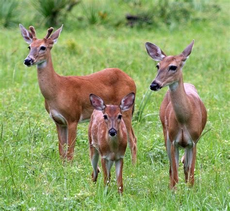 La Florida: Everglades deer