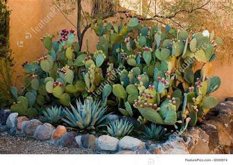 southwest garden - Google Search | Cactus garden design, Cactus garden ...