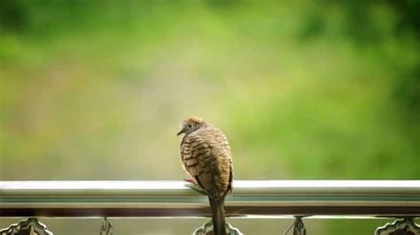 Bird Netting for Balcony | EyouAgro