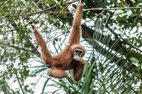 White handed Gibbon – Malaysian Primatological Society