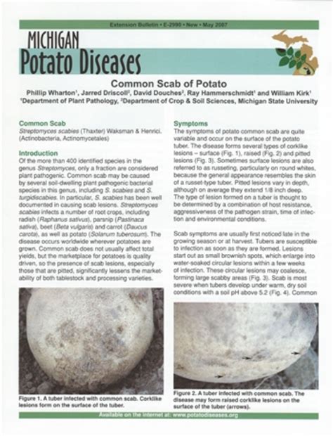 Potato Diseases: Common Scab of Potato - MSU Extension