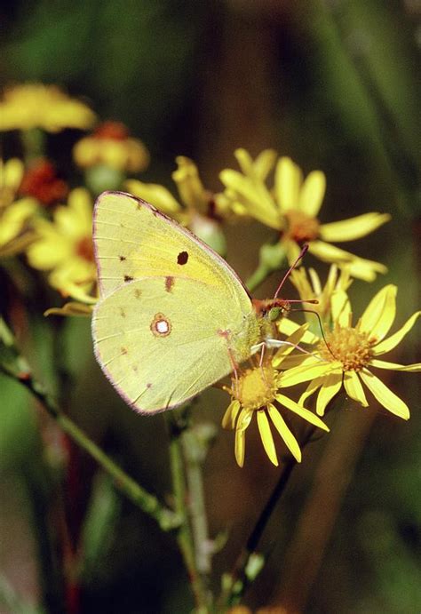 Clouded Yellow Butterfly Photograph by Leslie J Borg/science Photo Library | Fine Art America