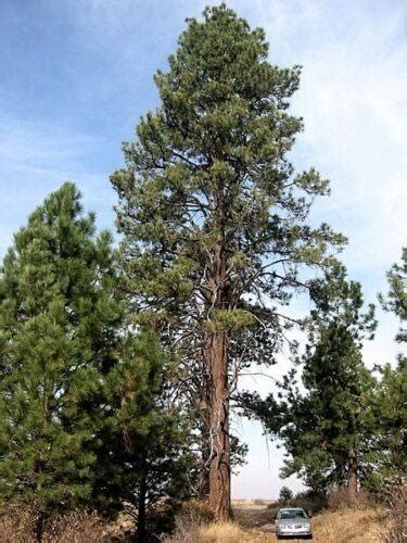 15 Ponderosa Pine (Pinus Ponderosa) Seeds – Seed World