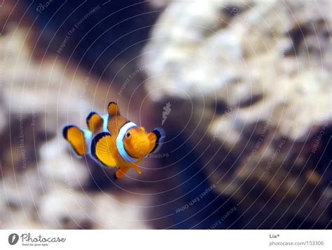 Dori? Water Fish Aquarium - a Royalty Free Stock Photo from Photocase