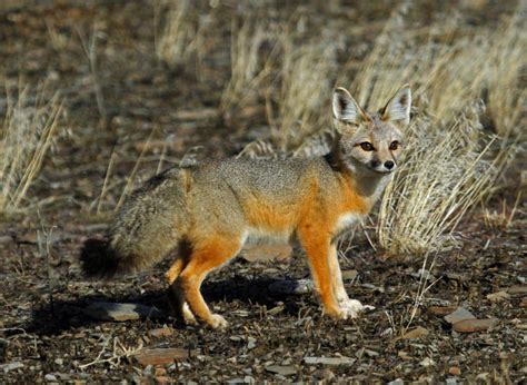 Kit Fox – Oregon Conservation Strategy