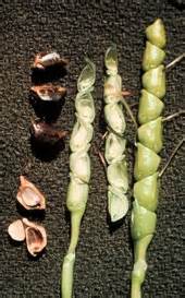 What is teosinte?