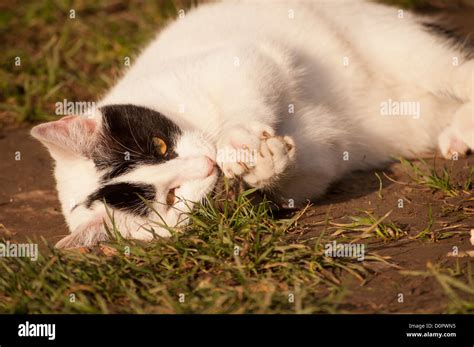 Cat eating mouse Stock Photo - Alamy