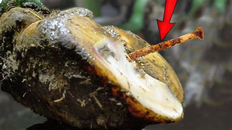 This horse's HOOF had a NAIL STUCK 😱 in it and it was ROTTEN, the smell was HORRIBLE! - YouTube