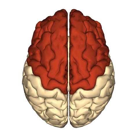 Teenage Brain Development, Occipital Lobe, Corpus Callosum, Cerebral Cortex, Frontal Lobe ...