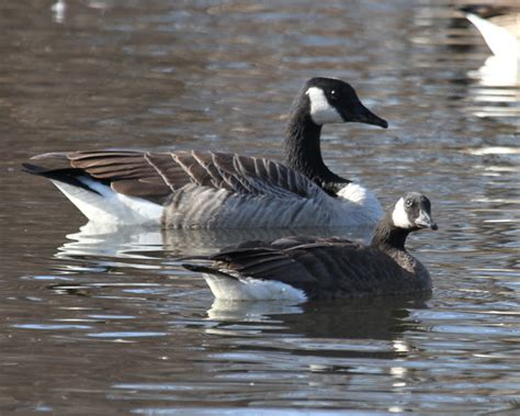 Lesser Canadian Geese • Globerove.com