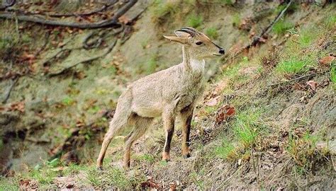 7 Best Wildlife Sanctuaries In Uttarakhand One Must Visit In 2023