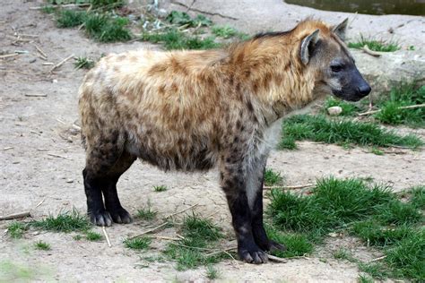 Laughing hyena | mammal | Britannica