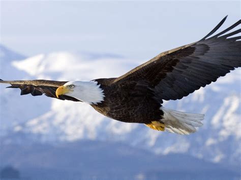 Soaring Eagle HD desktop wallpaper : Widescreen : High Definition ...