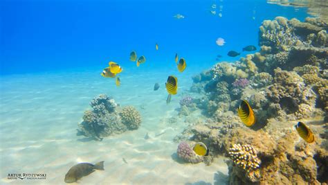 Coral reef fish - Artur Rydzewski nature photography