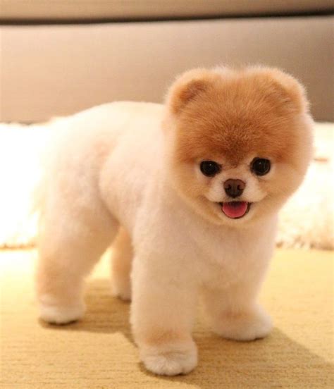 Top 6 Best Pomeranian Haircut Styles | Boo the dog, Boo the cutest dog, Cute dogs