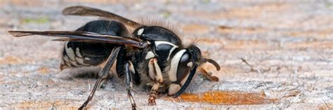 Bald-Faced Hornet Control: How to Get Rid of Bald-Faced Hornets ...