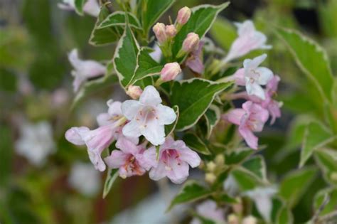 15 Wonderful Weigela Varieties | Horticulture Magazine