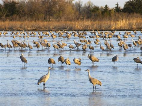 Where Do Sandhill Cranes Live? (Habitat + Distribution) | Birdfact