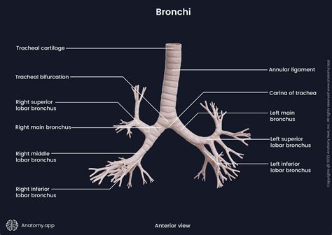 Bronchi | Encyclopedia | Anatomy.app | Learn anatomy | 3D models, articles, and quizzes