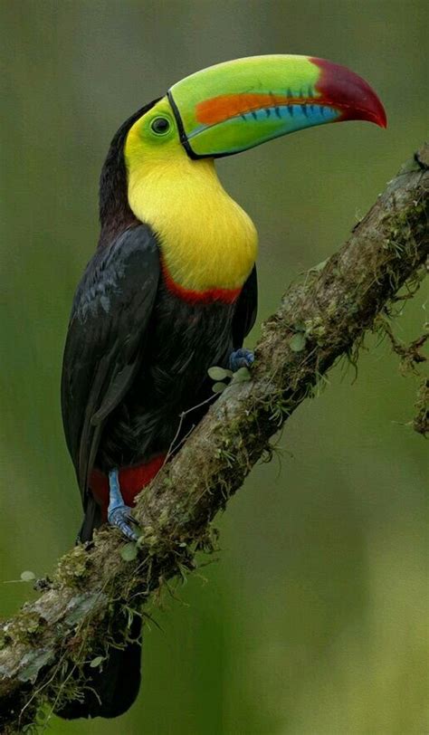 Toucan bird | Exotic birds, Pet birds, Keel billed toucan